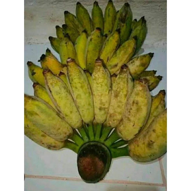 Pisang Rajo Bandung Uter Tua 1 Sisir Segar Baru Petik Termurah