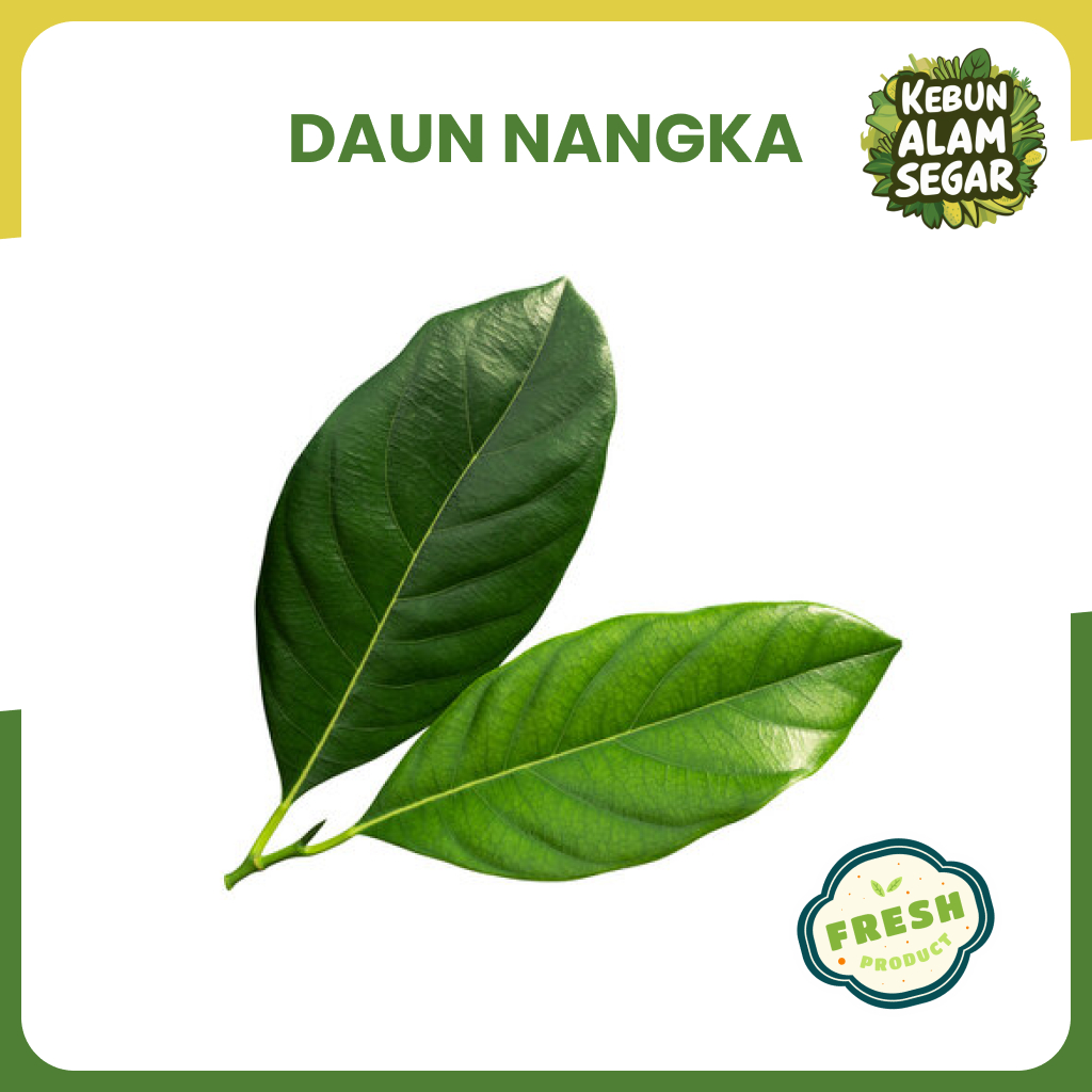 

DAUN NANGKA SEGAR buat herbal 100 lembar