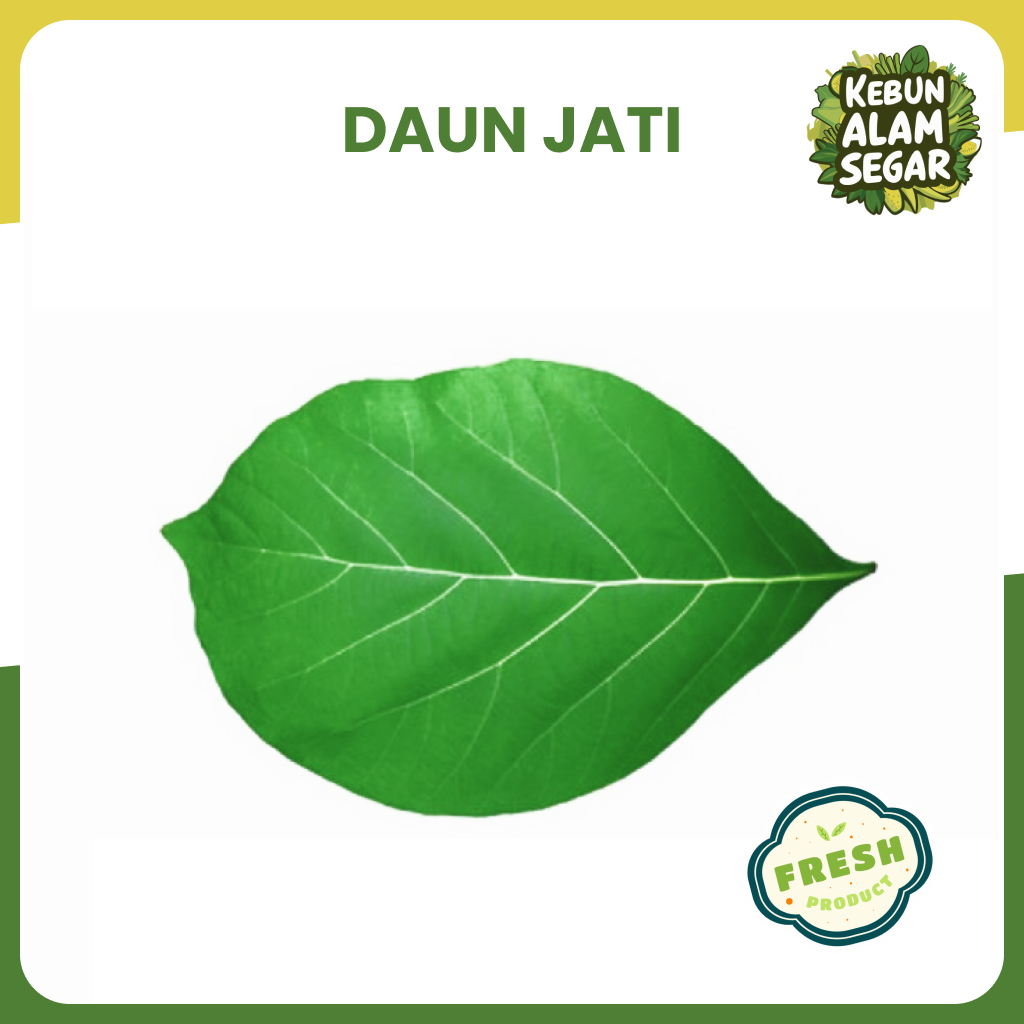 

DAUN JATI SEGAR per lembar untuk bungkus makanan