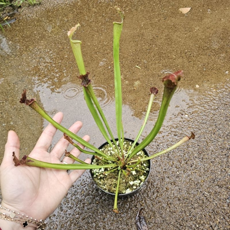 

Sarracenia Farhamii