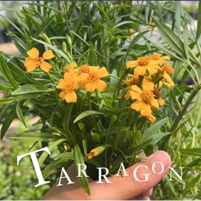 

Tarragon Leaves| Edible leaves