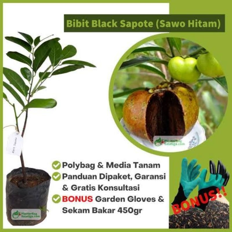 Bibit Black Sapote Grand Giand Jumbo Super Okulasi