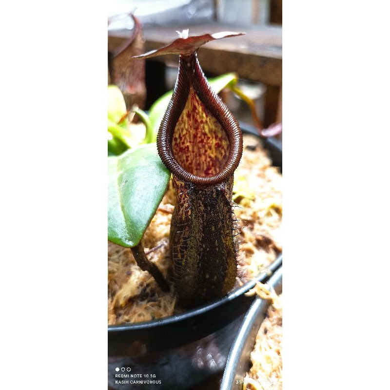 Nepenthes Rigidifolia