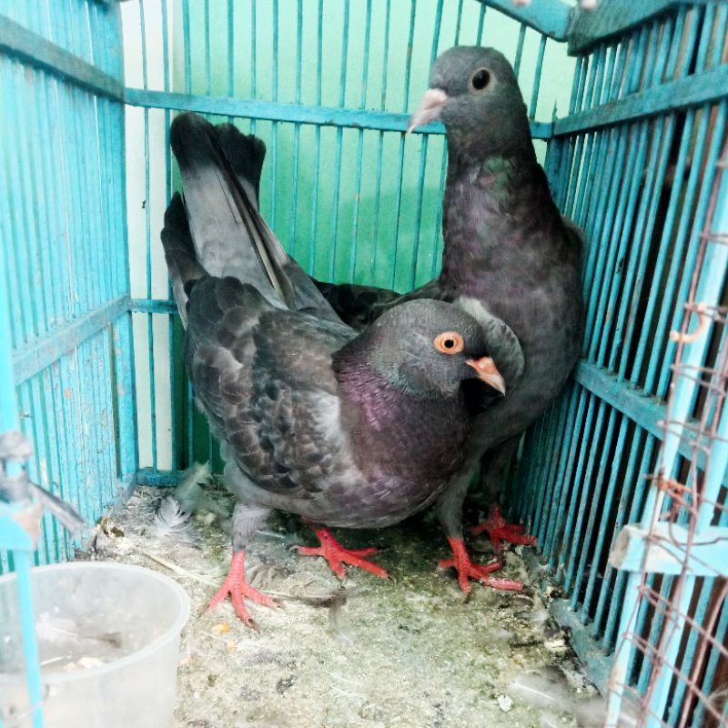 burung merpati sepasang piyik bahan kolongan