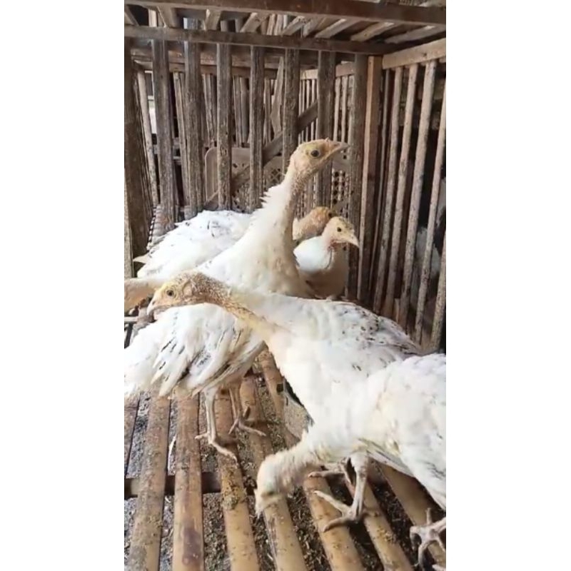 anakan kalkun royal palm usia 3 bulan. Pengiriman ayam hidup Luar kota, ayam tidak dibawa/dikirim ku