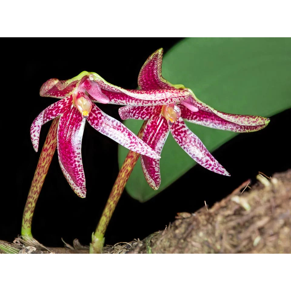 Tanaman anggrek bulbophyllum patens king