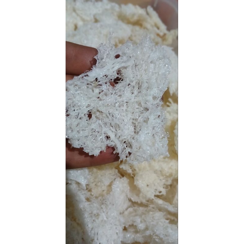 

Sarang walet yenping original bersih 1gram