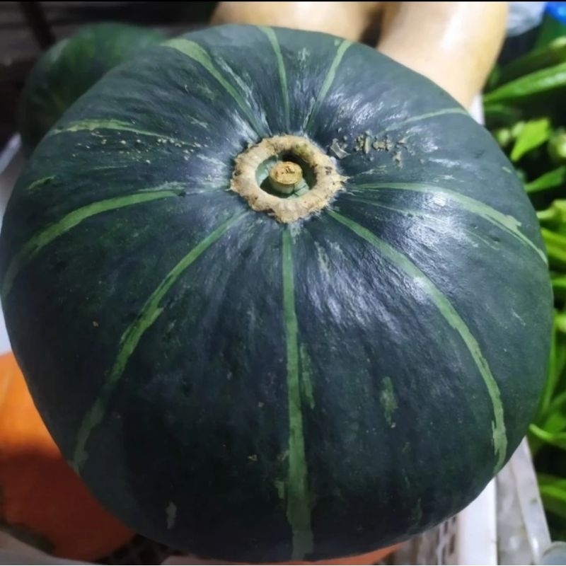 

LABU HIJAU JEPANG / KABOCHA HIJAU PER PCS