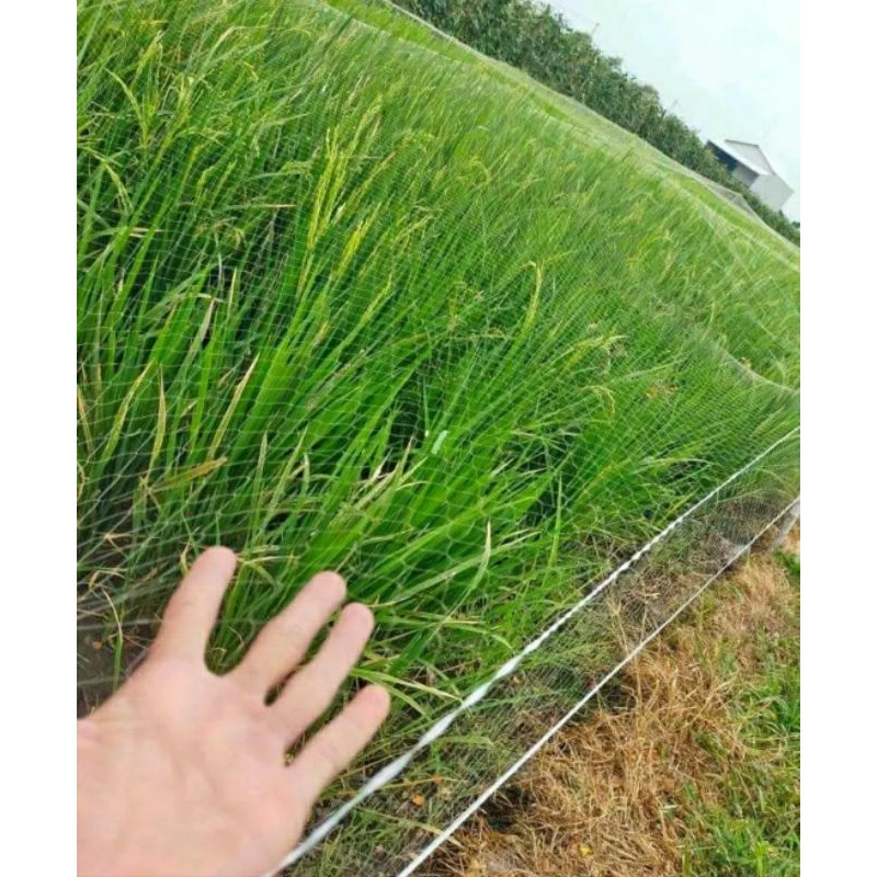 jaring padi/jaring pelindung padi/jaring pelindung padi di sawah