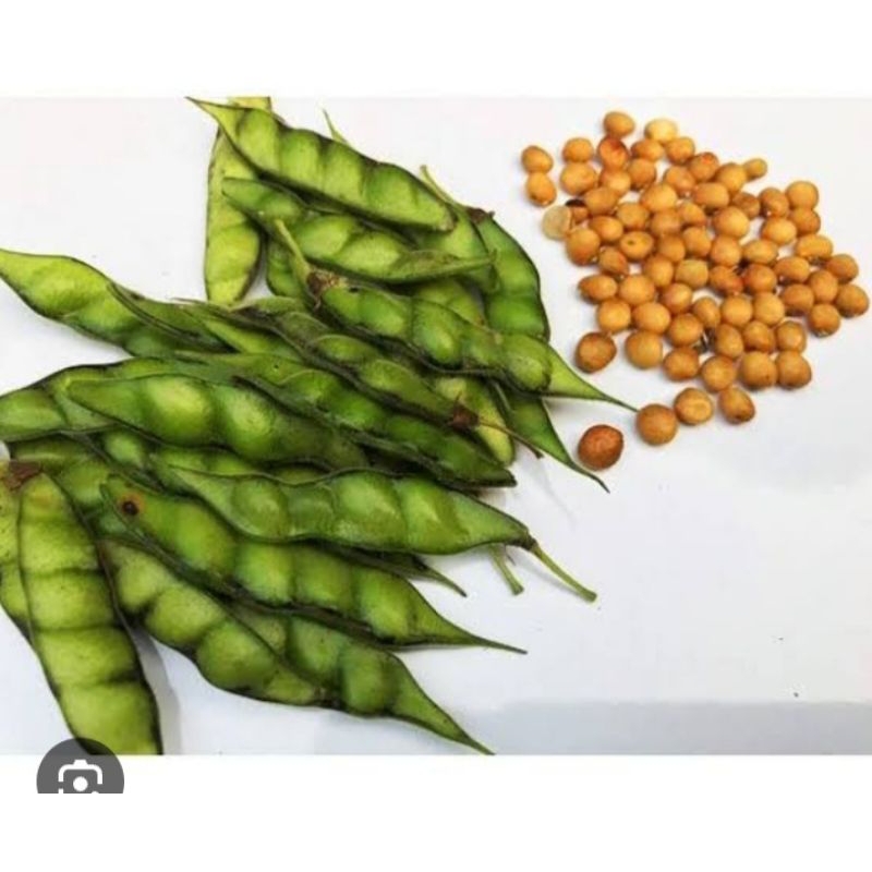 

jual bibit biji kacang gude/hiris