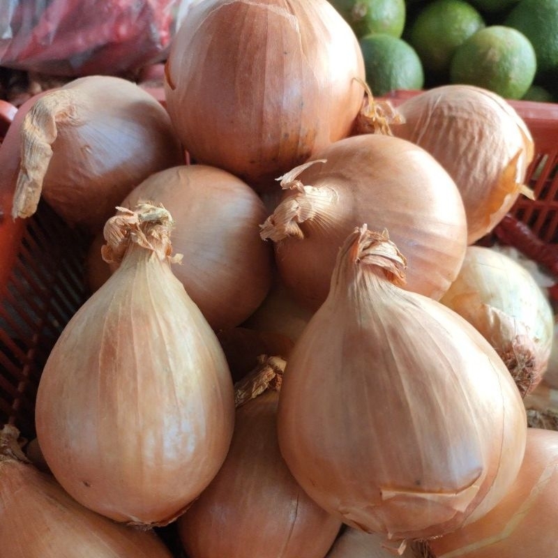 

Bawang Bombay 1 buah