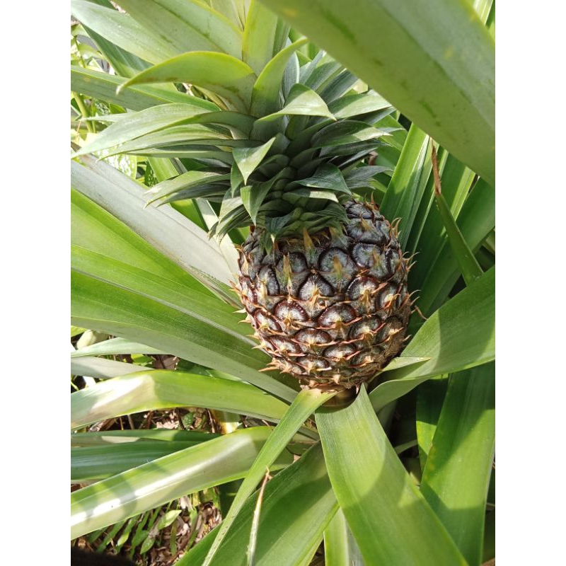 

nanas muda (buat rujak,masak daging sapi biar empuk)perbiji