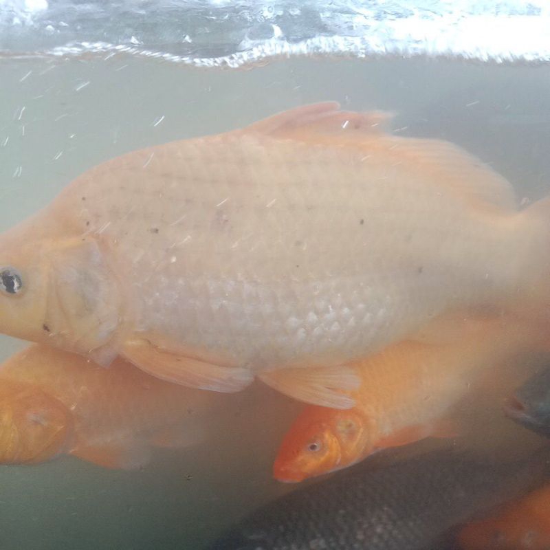 

Ikan mas