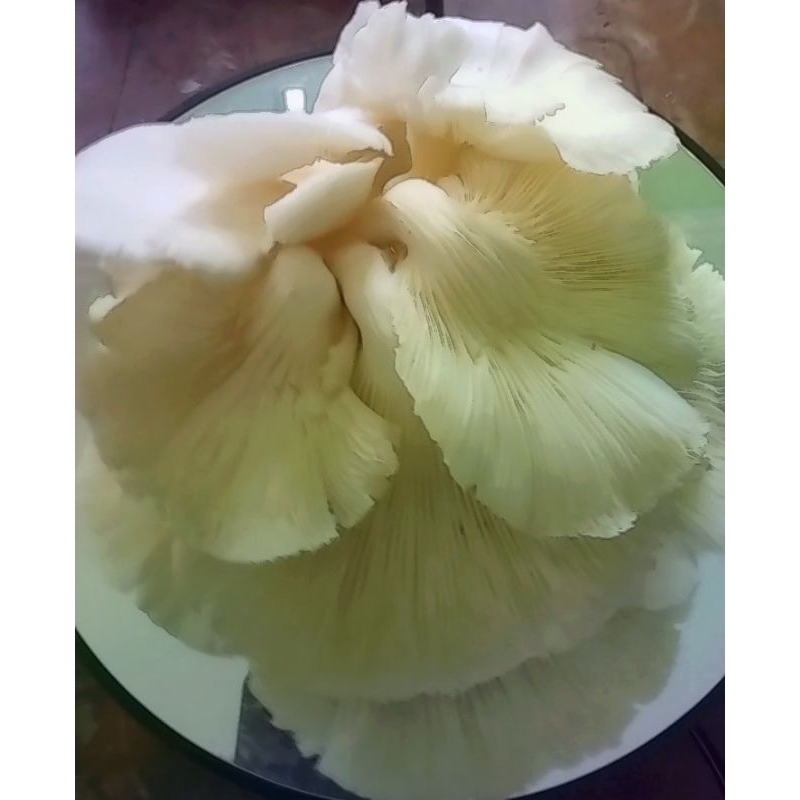 

JAMUR TIRAM Fresh 1Kg