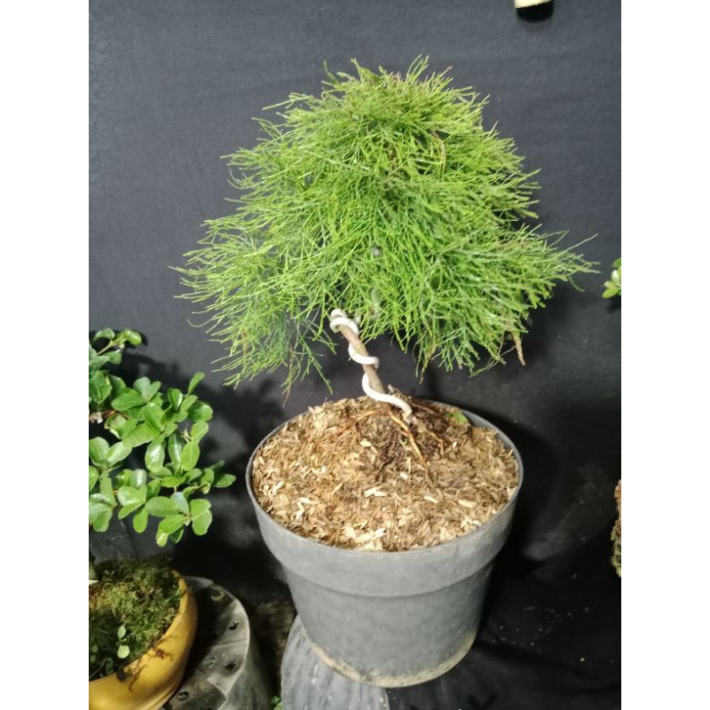 bonsai cemara balon