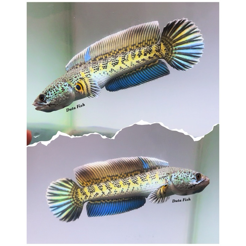 Auranti Gondrong Dorpol