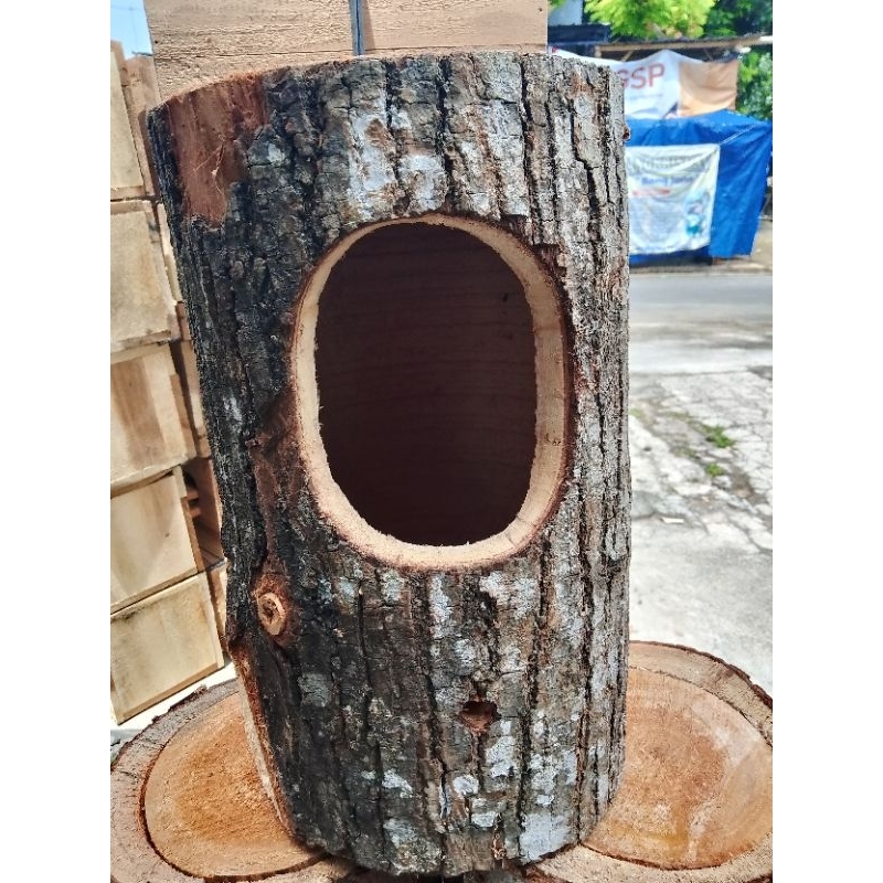 Glodok pohon sarang tempat bertelur burung/Glodok Lovebird,falk/Glodok murai
