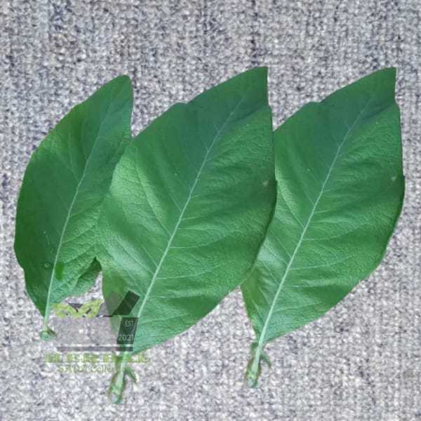 

Daun Sembung Segar 10 Lembar fresh Petik