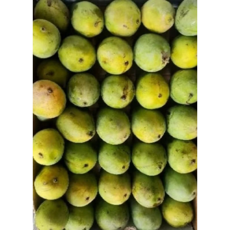 

Buah Mangga 1kg