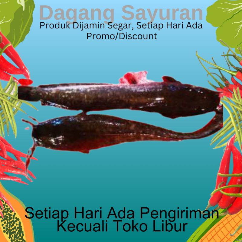 

IKAN LELE/IKAN SEGAR/JUAL IKAN/DAGANG IKAN/PENJUAL IKAN/PEDAGANG IKAN/TOKO DAGANG SAYURAN/SERPONG/BSD/BINTARO/CIPUTAT/PAMULANG/PONDOK AREN/TANGERANG SELATAN/TANGSEL