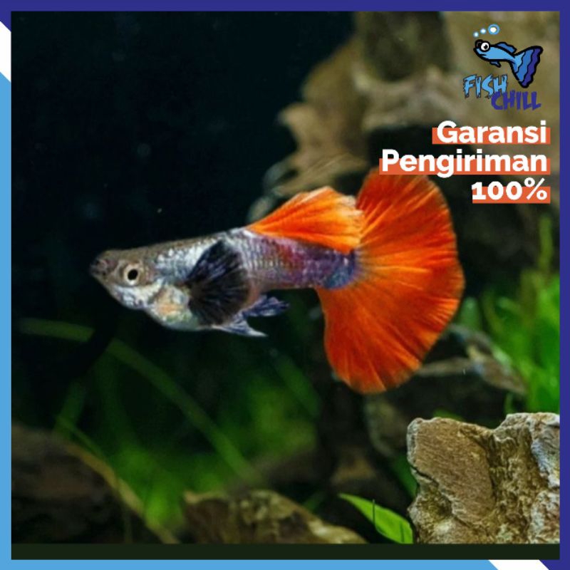 Hiasan Aquarium • GUPPY PRTDE - PLATINUM RED TAIL DUMBO EAR • Aquascape Soliter Lampu LED Batu Akses