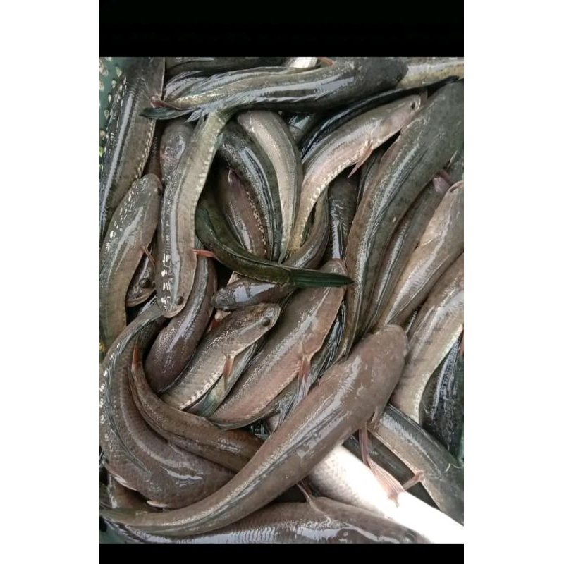 

Ikan gabus kecil