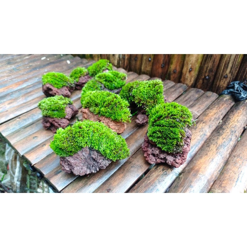 mini starmos media batu paludarium tetarium