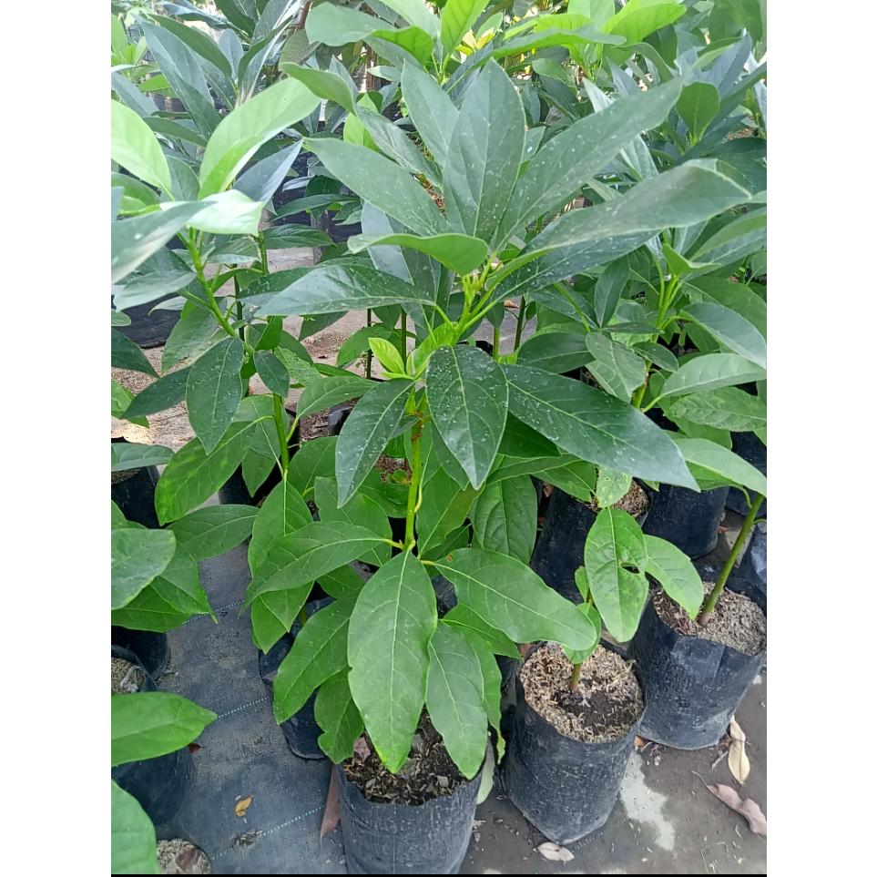 Bibit alpukat swy 02 | alpukat introduksi swy 02 | kondisi rimbun-rimbun | siap tanam