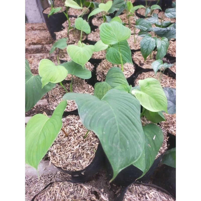 Philodendron fibraecataphillum fibrae