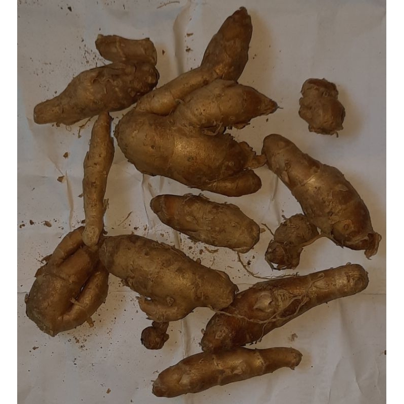 

kencur ( 0.5 ons / 50 gram )