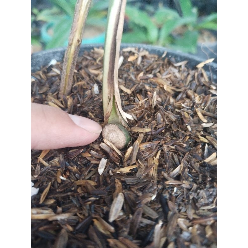 philodendron monthai bonggolan