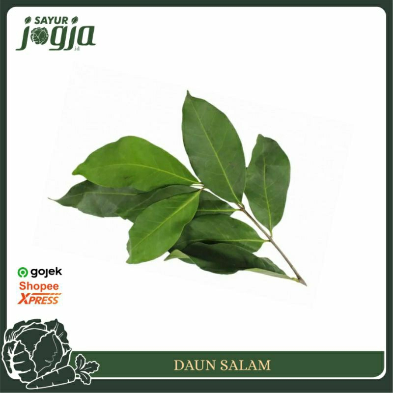 

Daun Salam per Ikat