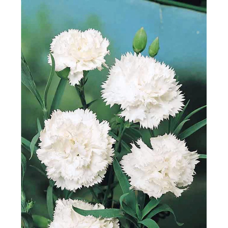 DIANTHUS ANYELIR BUNGA PUTIH
