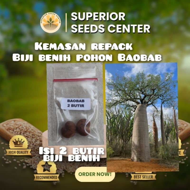 kemasan repack 2 butir biji benih pohon Baobab raksasa