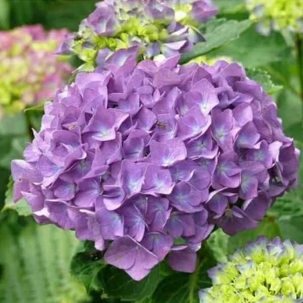 Bibit Tanaman Hortensia Pancawarna import