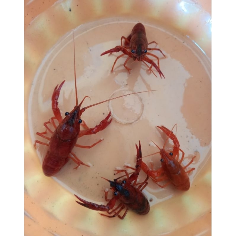 

lobster merah(hias) 1 pasang(jantan+betina)