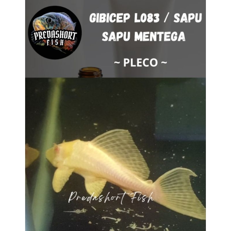 koleksi gibicep pleco L083 / sapu2 mentega