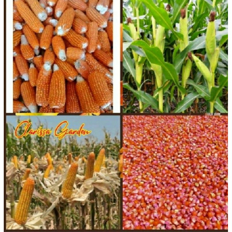 promo 1kg benih jagung kristal super