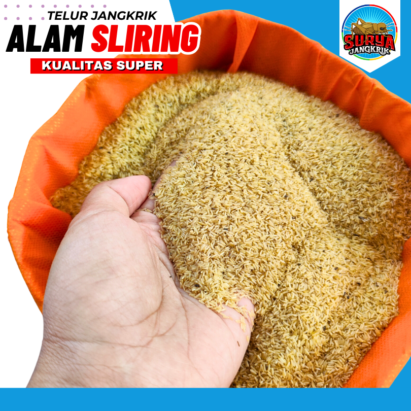 jual telur jangkrik jombang untuk budidaya jangkrik alam 100 GRAM
