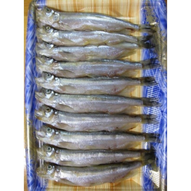 

Ikan Shisamo Ikan Bertelur Ikan Jepang