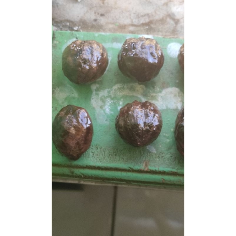 Muncang Adu Asli/Original Garut Siap adu Jawa Malangbong Arim