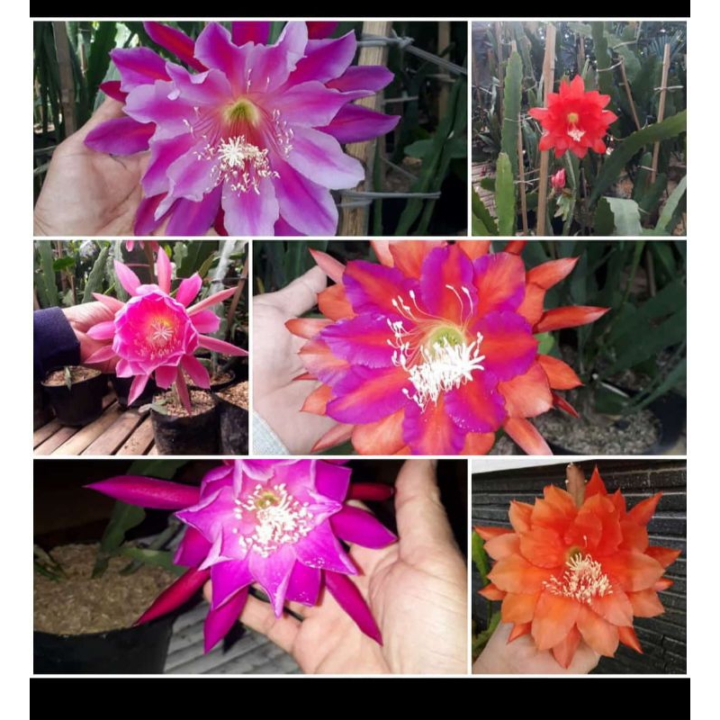 paket bibibit wijaya kusuma hibrid