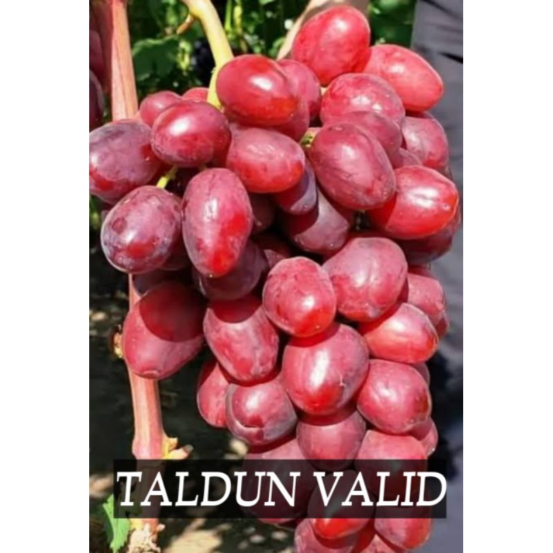 Bibit Anggur Taldun 100% Asli||Bibit anggur taldun murah