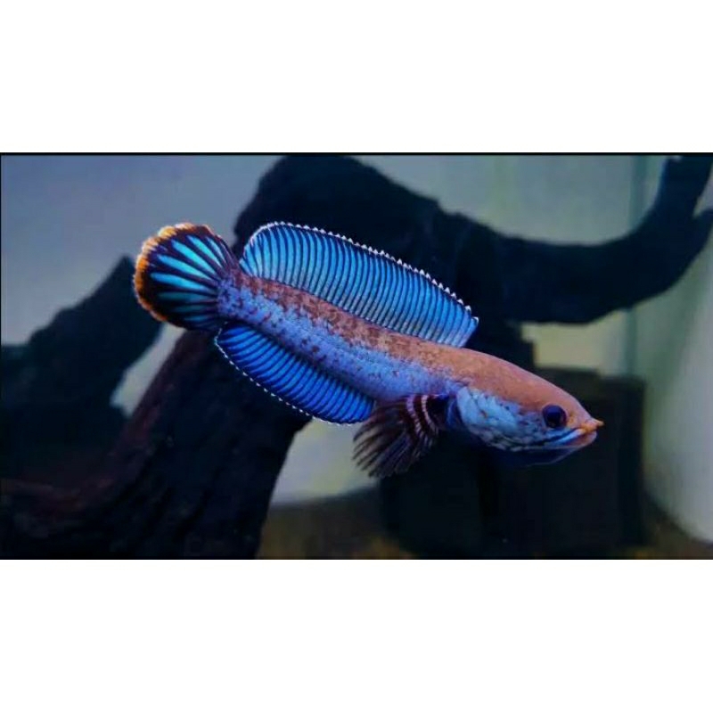 hiasan aquarium chana andrao 4-5 cm