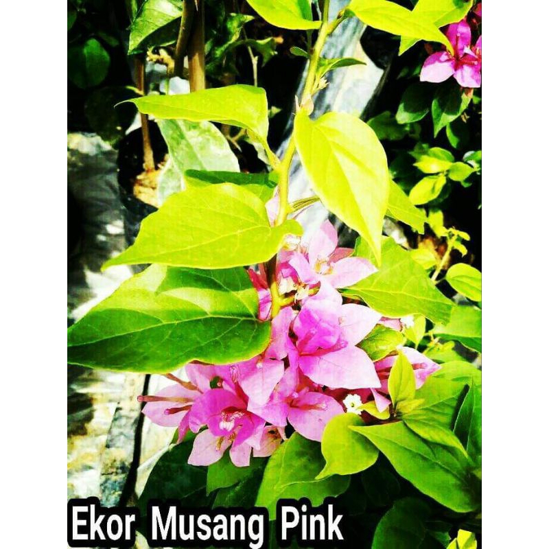 Bougenville Ekor Musang pink