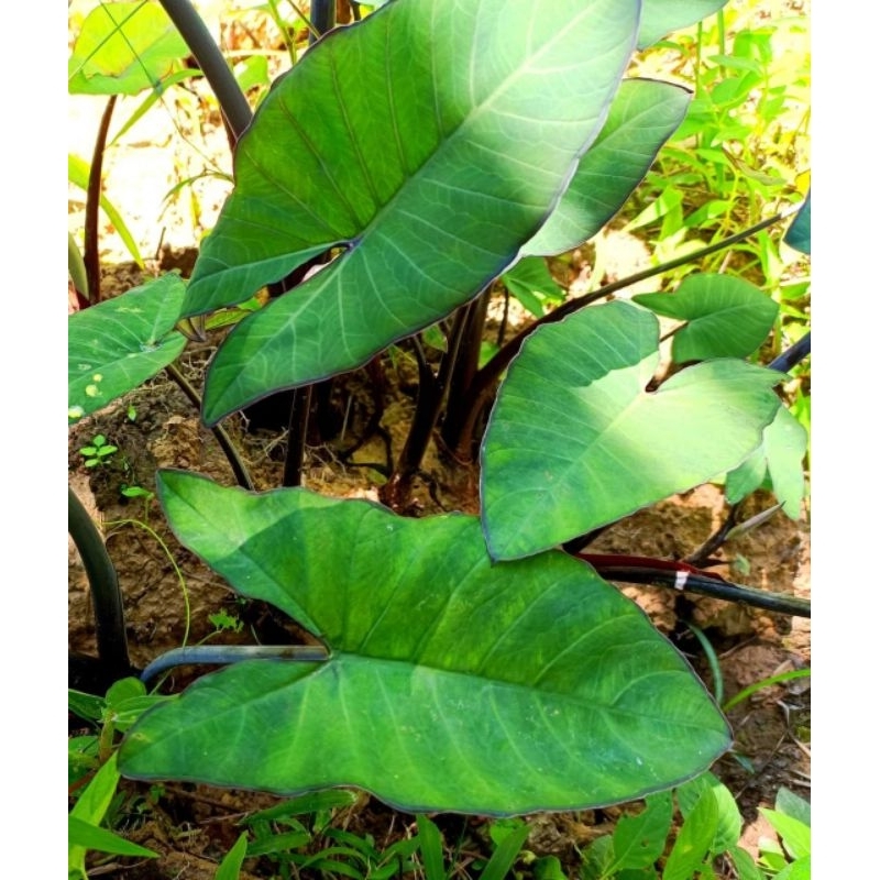 Bibit Talas Hitam/5 bibit