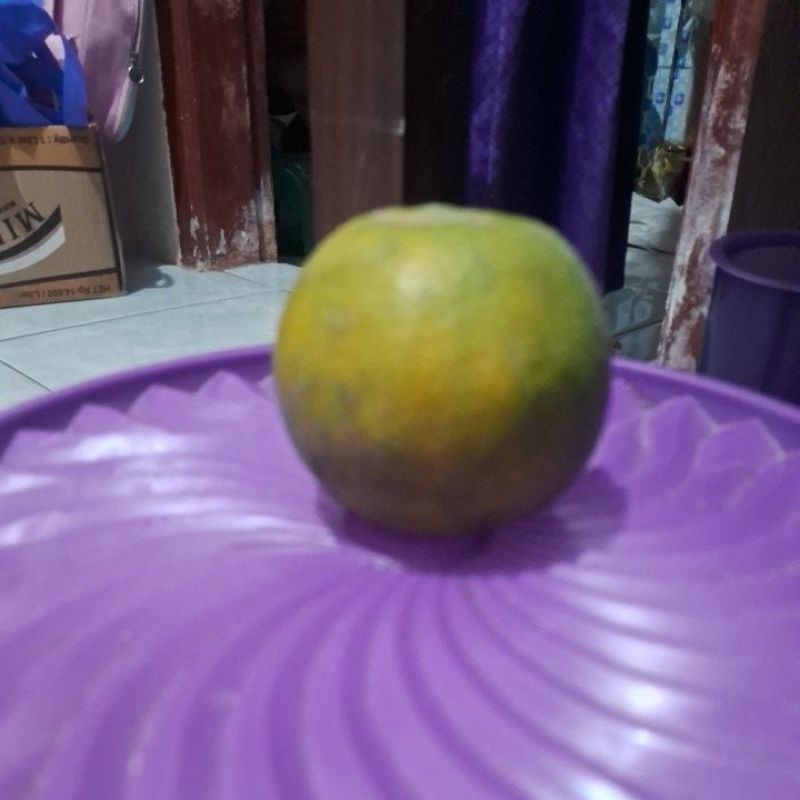 

Jeruk siem siam jeruk madu manis jeruk malang