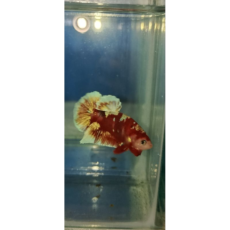 Male red barongsai top grade