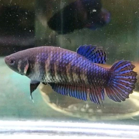 Cupang Aduan Fighter Betina Anakan Import Berkualitas Trah Champion