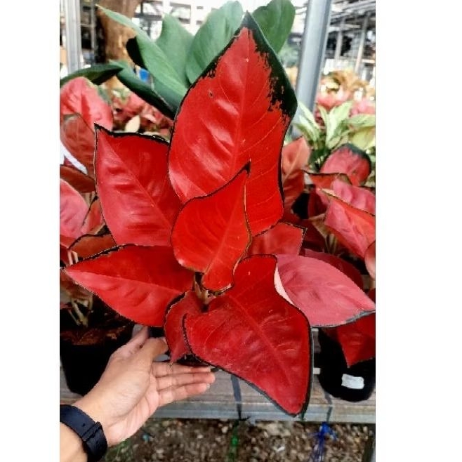 Aglaonema Suksom Super Red 6 - 8 Daun